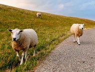 Schafe auf dem Deich